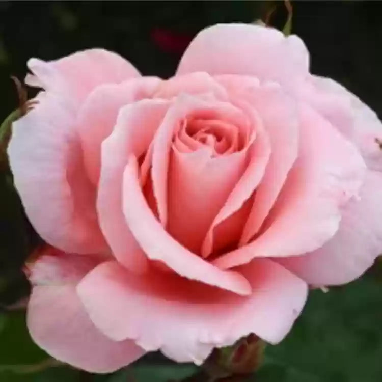 Pink David Austin Rose Heirloom Non-GMO Seeds for Planting for planting in home garden