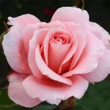 Pink David Austin Rose Heirloom Non-GMO Seeds for Planting