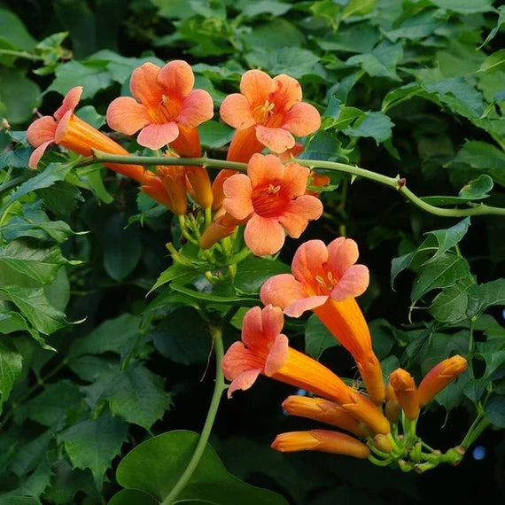 Orange Tecoma Flower Seeds for planting in home garden