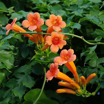 Orange Tecoma Flower Seeds – Heirloom Non-GMO Seeds for Bright Garden Hedges