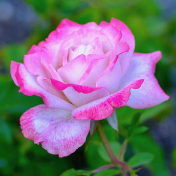 Pink & White Rose Heirloom Non-GMO Seeds for Planting