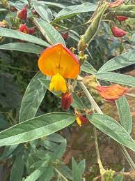 Yellow Cajanus Flower Seeds for Planting, NON GMO Seeds