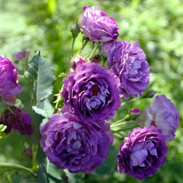 Purple Rose Romantic Blooms Heirloom Non-GMO Seeds for Plantings