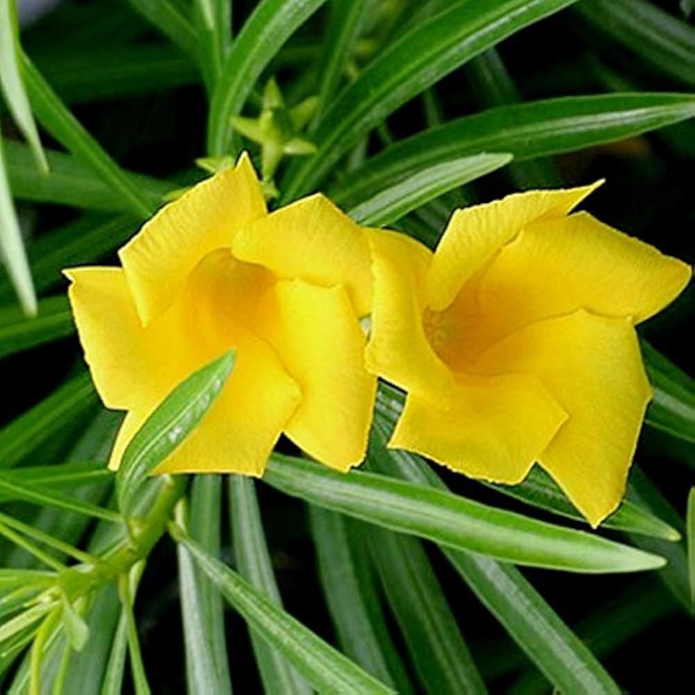 Thevetia Neriifolia Seeds for Planting - 100 pcs seeds for planting in home garden