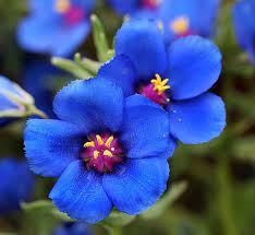 Organic Blue Pimpernel Anagallis Flower Seeds for Planting ƒ?? Heirloom, Non-GMO for planting in your garden.