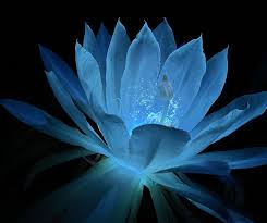 Light Blue Epiphyllum Flower Seeds for Planting, 100 pcs seeds for planting in home garden