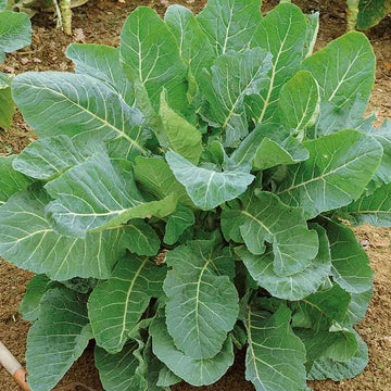 Green Collard Greens Plant Seeds for Planting NON GMO Seeds