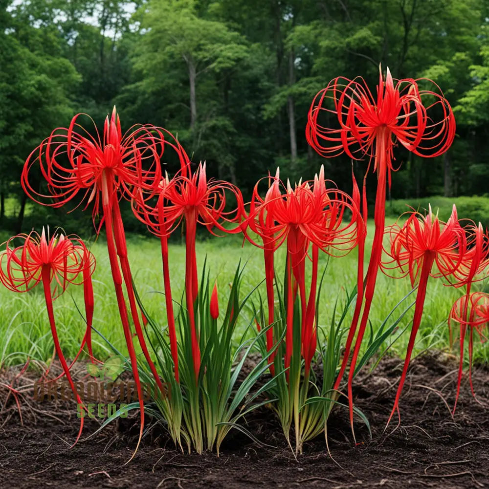 Lycoris Flower Seeds for Planting NON GMO Seeds seeds for planting in home garden