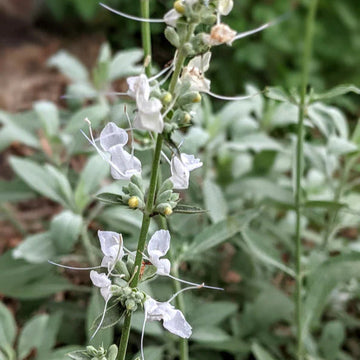 White Sage Seeds for Planting – Organic, Heirloom, Non-GMO Flower & Herb Seeds