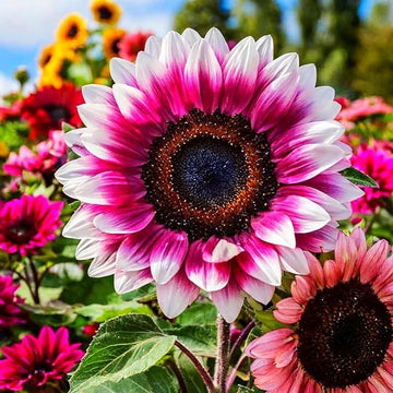 Pink and White Sunflower Flower Seeds for Planting – Unique Bicolor Blooms for Your Garden