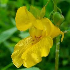 Yellow Impatiens Flower Seeds for Planting, 100 pcs seeds for planting in home garden
