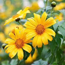 Yellow Torch Mexican Tithonia Sunflower Seeds for Planting – Bright Blooms for Pollinator Gardens