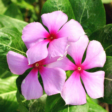 Organic Catharanthus Flower Seeds for Planting – Heirloom, Non-GMO
