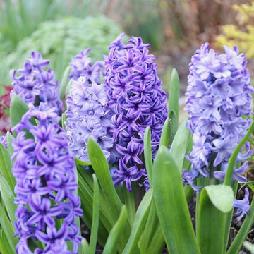 Hyacinth Flower Seeds for Planting – Organic, Heirloom, Non-GMO Seeds