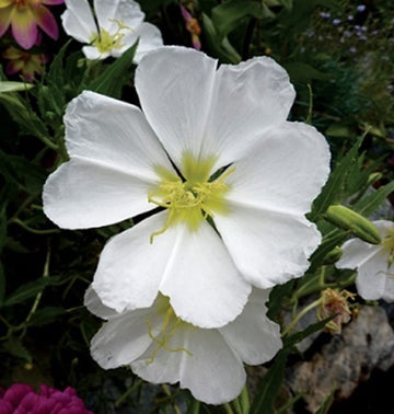 Organic White Oenothera Flower Seeds for Planting – Heirloom, Non-GMO