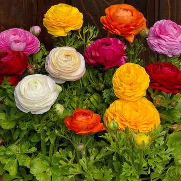 Heirloom Non-GMO Mixed Ranunculus Flower Seeds for Garden Planting – Colorful Layered Blooms