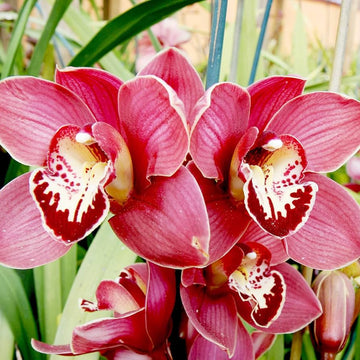 Cymbidium Faberi Orchid Seeds - Heirloom Non-GMO Planting Flower Seeds