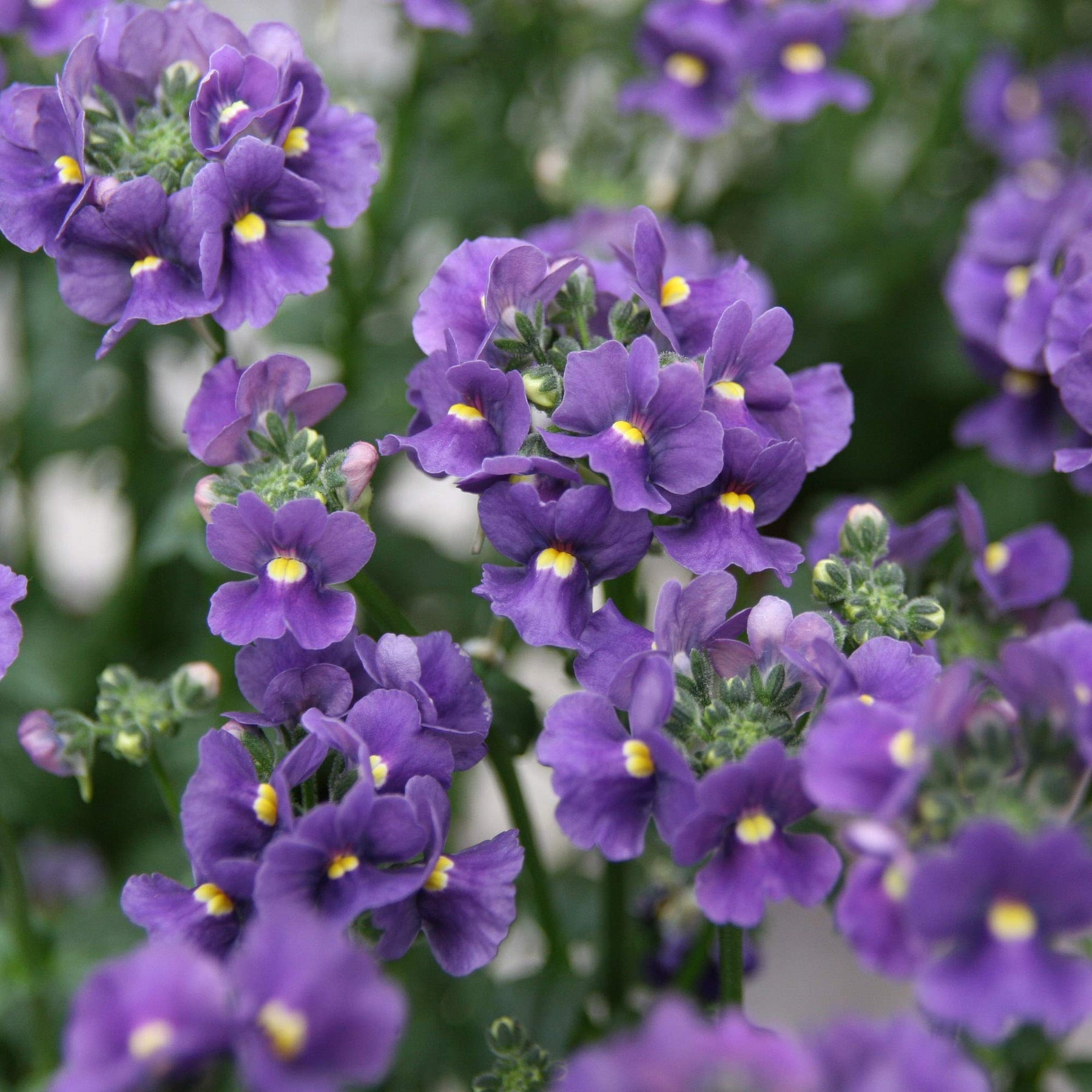 Dark Blue Nemesia Flower Seeds for planting in home garden