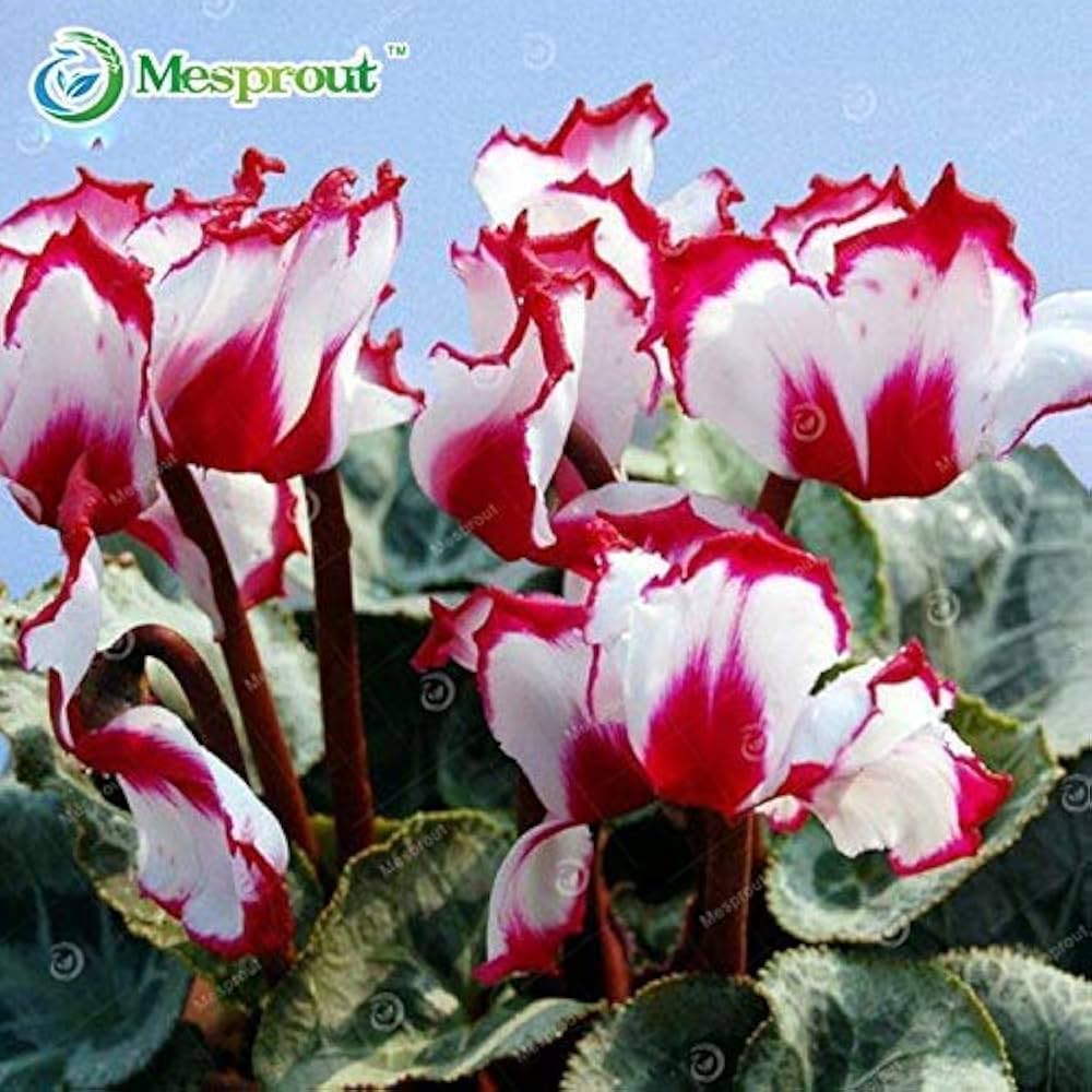 Red White Cyclamen Flower Seeds for Planting - 100 pcs seeds for planting in home garden