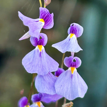 Violet Utricularia Seeds for Planting - NON GMO Seeds