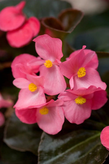 Heirloom Non-GMO Pink Begonia Flower Seeds for Planting – Shade-Loving Ornamental Seeds