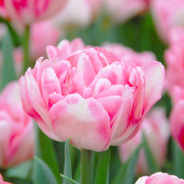 Pink Double Tulip Flower Seeds for Planting – Heirloom, Non-GMO, Beautiful Blooms