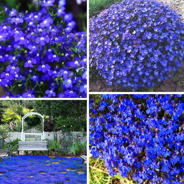Blue Creeping Thyme Flower Seeds for Planting - NON GMO Seeds