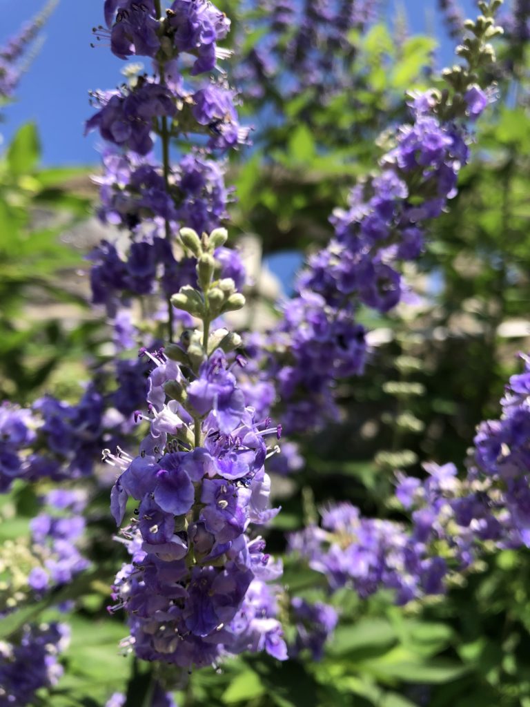 Purple Angus Castus Flower Seeds for Planting - 100 pcs seeds for planting in home garden