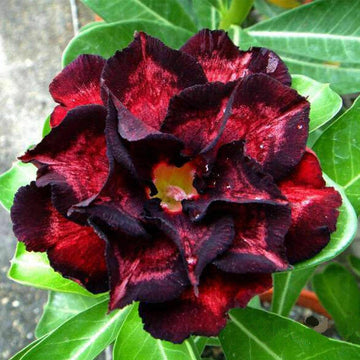 Black Red Adenium Obesum Flower Seeds for Planting - Non GMO seeds