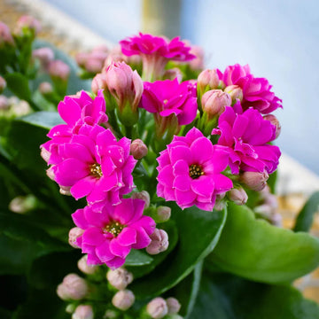 Pink Kalanchoe Flower Seeds – Heirloom Non-GMO Succulent Blooms for Indoor and Outdoor Gardens