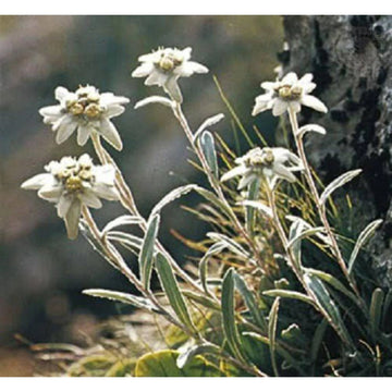 White Leontopodium Flower Seeds for Planting, Fresh, NON GMO Seeds