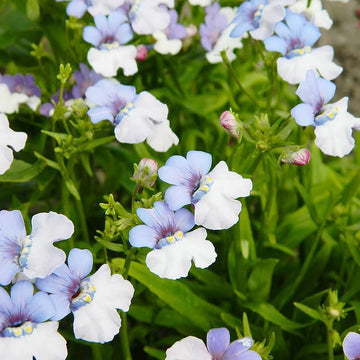 Heirloom Nemesia Strumosa Flower Seeds, Non-GMO Bright Annual Blooms for Colorful Garden Planting