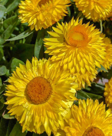 Yellow Strawflower Seeds for Planting - NON GMO Seeds