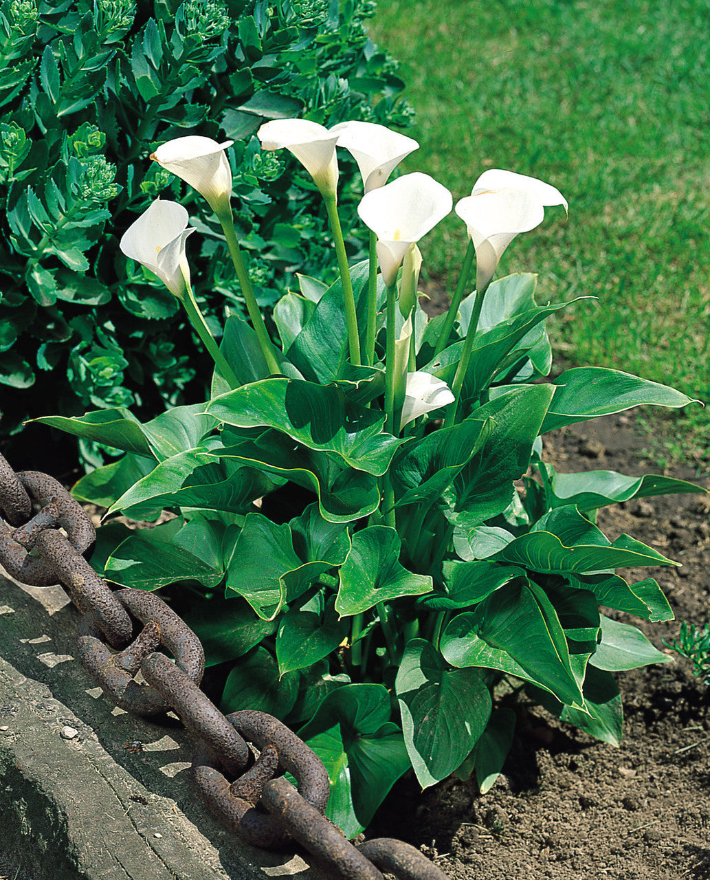 White Zantedeschia Aethiopica Flower Seeds for Planting - 100 pcs seeds for planting in home garden