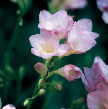Baby Pink Freesia Seeds for Planting – Organic, Heirloom, Non-GMO Flower Seed