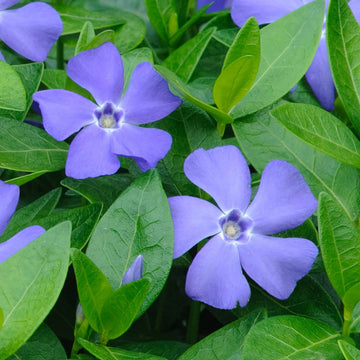 Heirloom Non-GMO Blue Vinca Flower Seeds for Colorful Ground Cover and Garden Planting