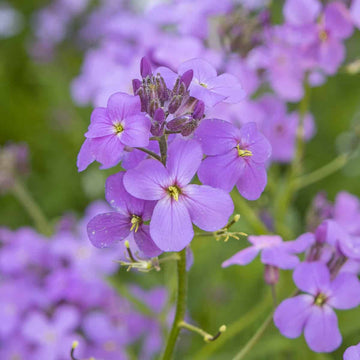 Dame's Rocket Violet Flower Seeds – Organic, Heirloom, Non-GMO Seeds for Planting