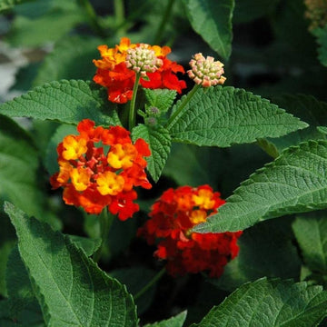 Orange Red Lantana Flower Seeds for Planting - NON GMO Seeds