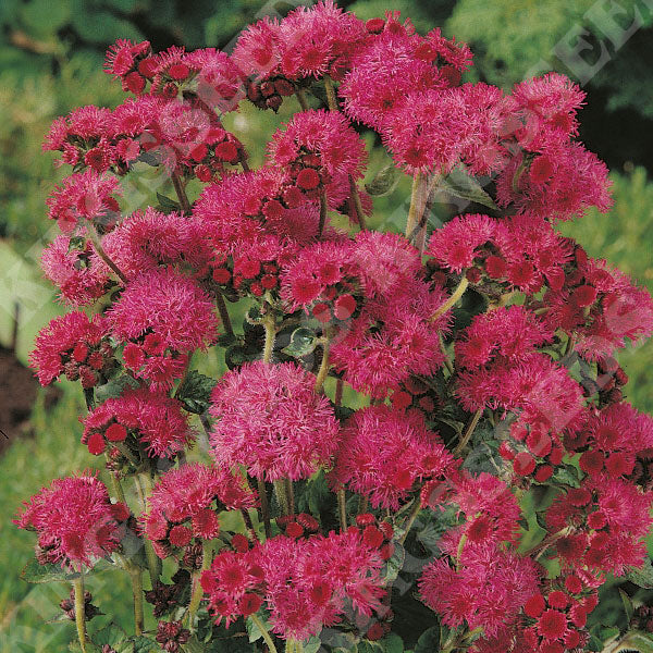 Red Ageratum Flower Seeds for Planting - Heirloom & Non-GMO garden seeds for planting in home garden