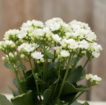 Organic White Kalanchoe Flower Seeds for Planting – Heirloom, Non-GMO