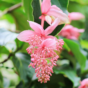 Organic Light Pink Medinilla Cummingii Flower Seeds for Planting – Heirloom, Non-GMO