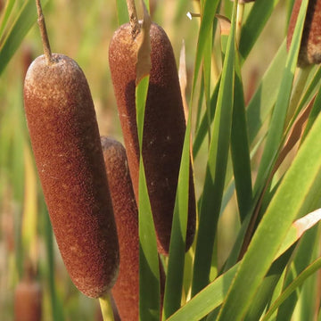 Cattails Seeds for Planting – Organic, Heirloom, Non-GMO Aquatic Flower Seeds
