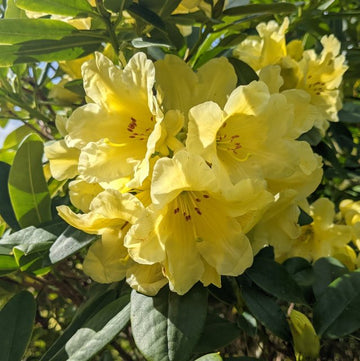 Heirloom Yellow Rhododendron Flower Seeds for Planting – Non-GMO Perennial Garden Blooms