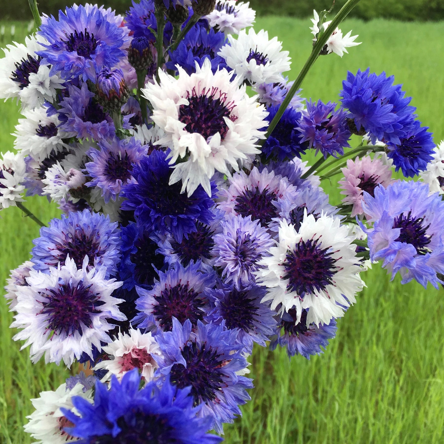 Mixed Bachelor Flower Seeds for Planting, 100 pcs seeds for planting in home garden
