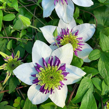 Heirloom Non-GMO White Purple Clematis Flower Seeds for Planting – Bicolor Climbing Vine Seeds