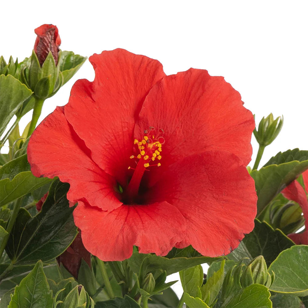 Hibiscus Flower Seeds for planting in home garden