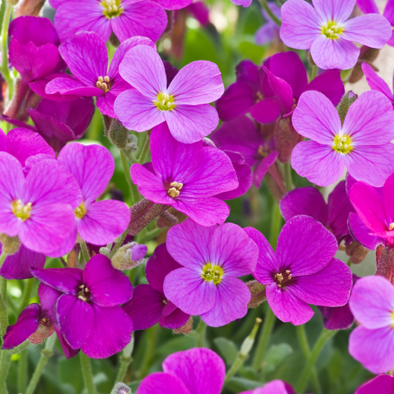 Aubretia Lila Flower Seeds for planting in home garden