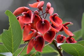 Erythrina Flower Seeds for Planting, - NON GMO Seeds