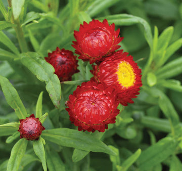 Heirloom Non-GMO Red Strawflower Seeds for Dried Floral Arrangements and Garden Planting