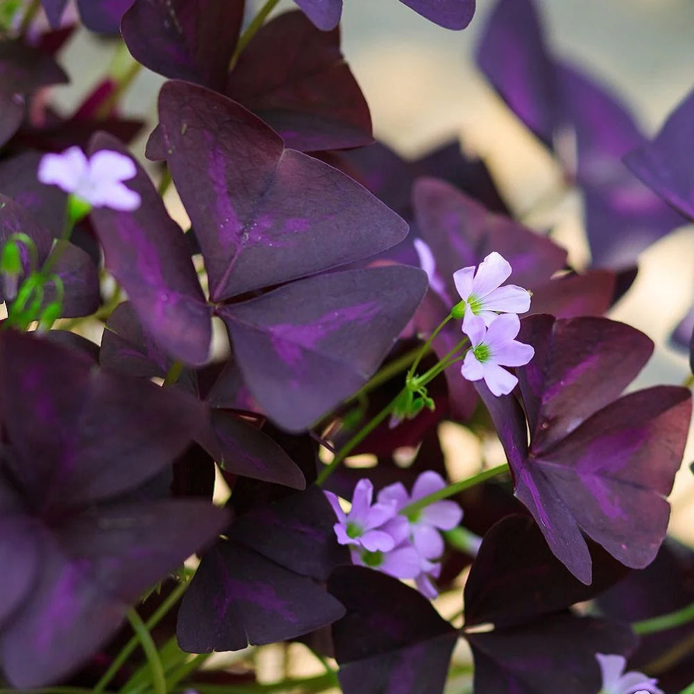 Purple Oxalis Stricta Plant Seeds for planting in home garden